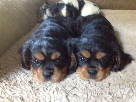 He has a noble profile and elegant movements. Black & Tan Cavalier King Charles Spaniel puppies from ...