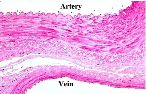 Vascular Tissue Dr Kasem Histology Homepage