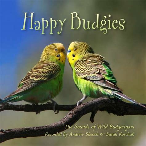 Birds Online General Facts About Budgies Budgie Sounds From Australia For Happy Birds