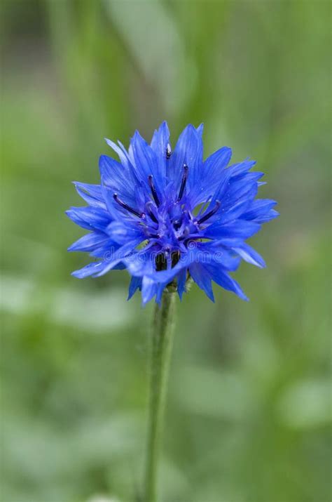 Blue Cornflower Blossomed Stock Image Image Of Season 120490115