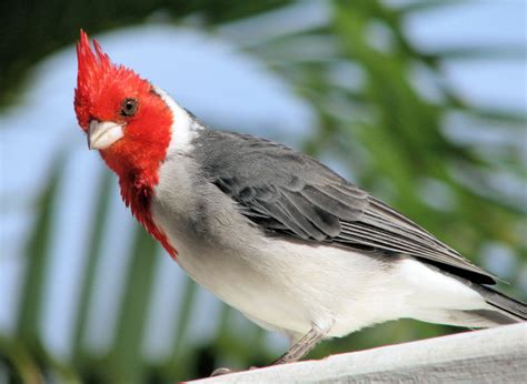 Their keauhou bird conservation center discovery forest works to protect and. Kauai Red Head | Scott Pearce.com