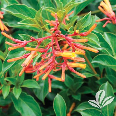 Hamelia Hamelia Patens Compact Compact Firebush From Greenleaf Nursery