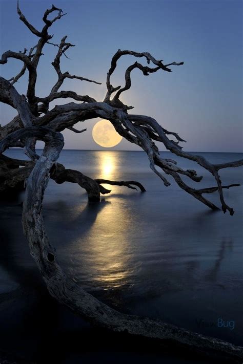 Full Moon Driftwood Beach Jekyll Island Beautiful Moon Beautiful