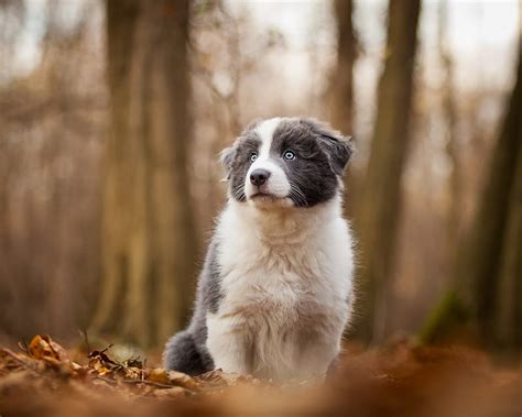 Border Collie Puppy Woods Leaves Dog Hd Wallpaper Peakpx