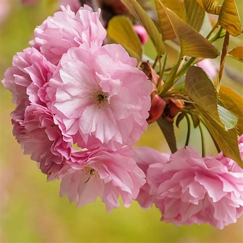 Kwanzan Flowering Cherry Trees For Sale At Ty Ty Nursery