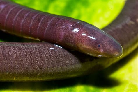 Information and translations of caecilian in the most comprehensive dictionary definitions resource on the web. Viva Natura | Dermophis oaxacae, Oaxacan caecilian