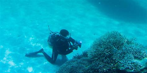 Best Scuba Diving In Japan 5 Of The Top Dive Sites