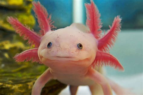 Axolotls Mexican Salamanders As Pets Axolotls Care Fa Vrogue Co