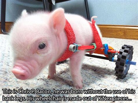 25 Photos Of People Doing Amazing Things For Animals