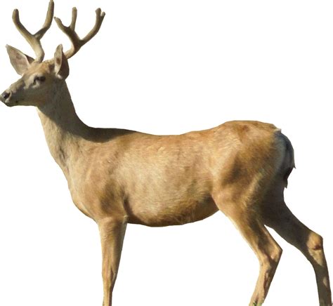 Download High Quality Deer Clipart Real Transparent Png Images Art