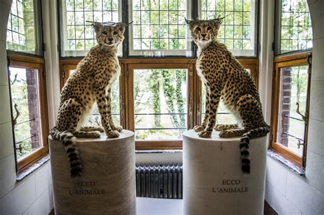 Tripadvisor has 11,601 reviews of genk hotels, attractions, and restaurants making it your best genk resource. Koen Vanmechelen start Labiomista in Genk: 'De wereld een ...