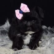 Morkies are wonderful with children and other pets, although care needs to be taken if they are of the tiny variety. Morkie Puppies for Sale in PA | Ridgewood's Morkie Puppy ...