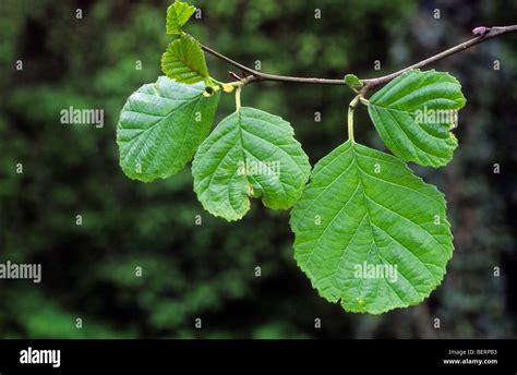 Common Alder Alnus Glutinosa Leaves Belgium Stock Photo Alamy