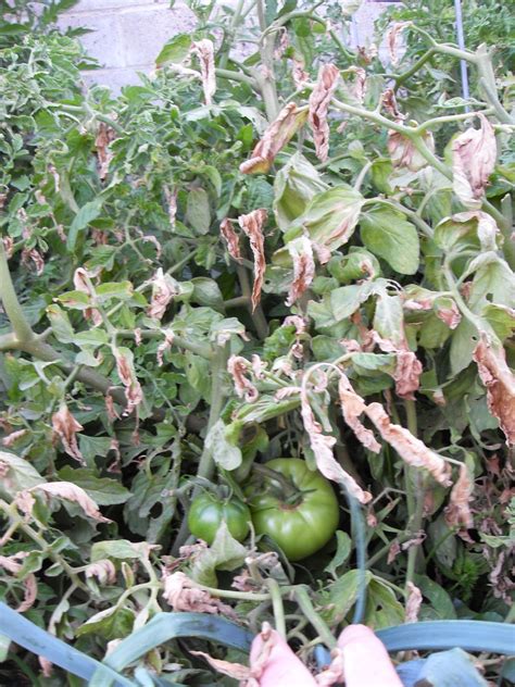 The Scientific Gardener Some Thoughts About Tomato Diseases