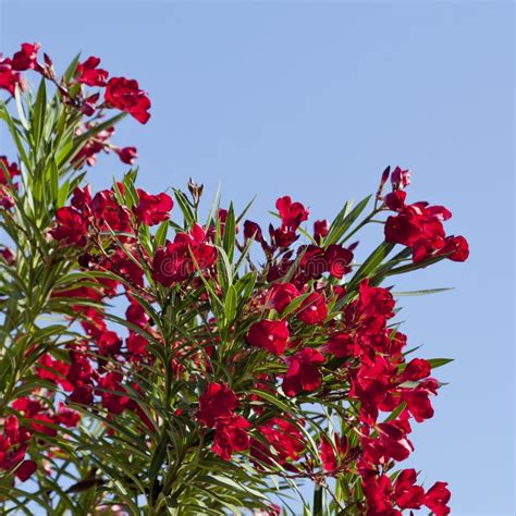 Arizona S Hardy Red Oleander Stock Photo Image Of Nature Flora 24890306