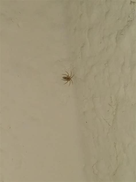 Need Help With These Tiny Spiders Virginia Usa Very Very Tiny