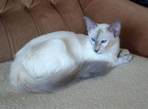 Photos Balinese Cat Pictures Images