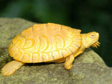 Abstract golden background for text, type, quote. Albino Yellow Bellied Sliders for sale from The Turtle Source