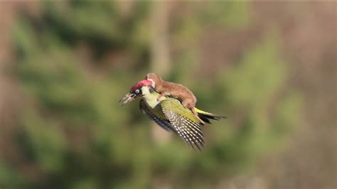 wildlife photographer captures stunning image of a weasel flying on a woodpecker s back abc7