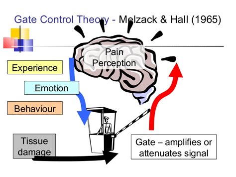 Read about the gate control theory of pain. EXAMS AND ME : Gate Control Theory