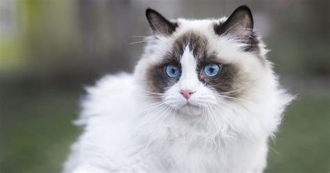 Los gatos Ragdoll cómo es esta raza Animales Leales