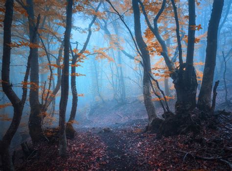 Magic Autumn Forest In Fog Beautiful Natural Landscape Stock Photo