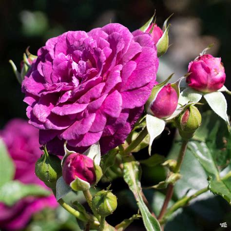 Ebb Tide™ Rose — Green Acres Nursery And Supply