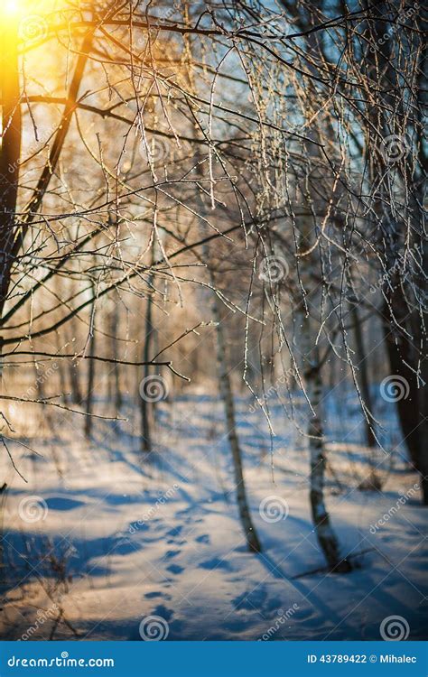 Frosted Twigs Of Birch Tree In Winter Forest At Sunset Stock Photo