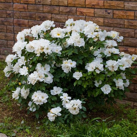 White Knock Out Roses For Sale