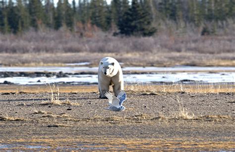 Big Polar Bears Wolves And A Magical Moment At Nanuk