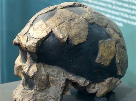 Homo Sapiens Fossils 36000 Years Older Than Previously Believed