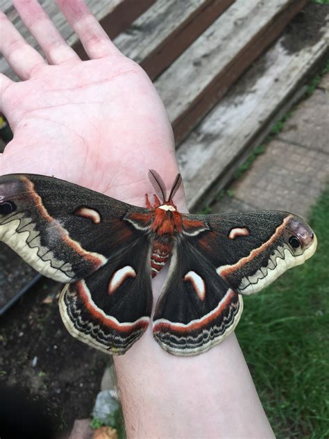 This Cool Moth I Found Chilling On The House Last June Moths