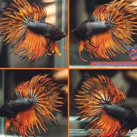 Live Betta Fish Male Black Orange Orchid Black Rims Crowntail Ct