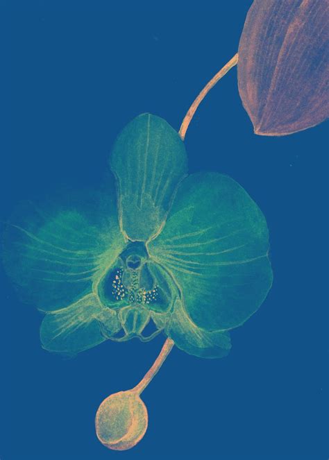 Blue Orchid Flower Poster By Irina Safonova Displate
