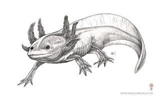 Add a tiny line at the bottom for the mouth. Axolotl engraving | Ajolote dibujo, Ilustraciones de animales, Ilustraciones