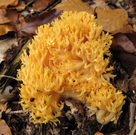 Coral Mushroom Ramaria Flava Changle Stock Image Image Of Golden