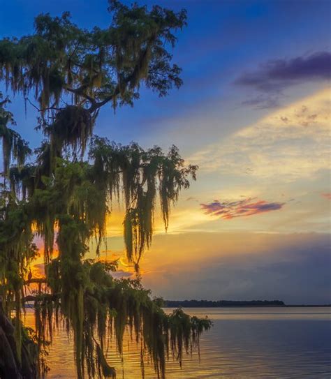 Cypress Tree Sunset Lake Istokpoga Florida Panorama Visit Sebring Florida