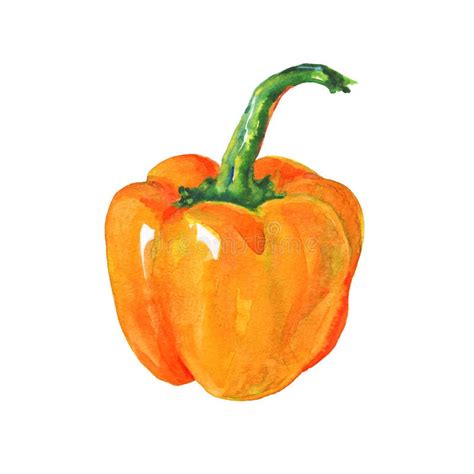 Watercolor Paprika Pepper Stock Illustration Illustration Of Bright