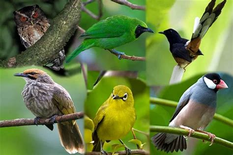 10 Burung Peliharaan di Rumah Masuk Daftar Burung Dilindungi - Burungnya.com