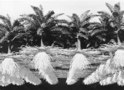 Palm Tree Root System Diagram Hanenhuusholli