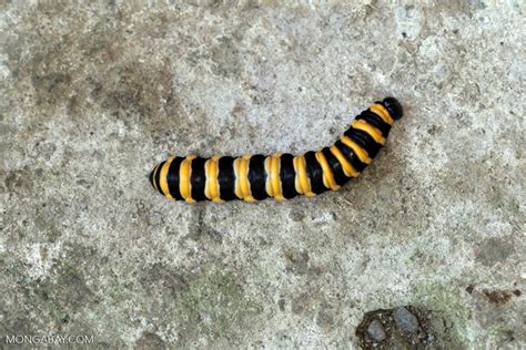 Yellow And Black Banded Caterpillar