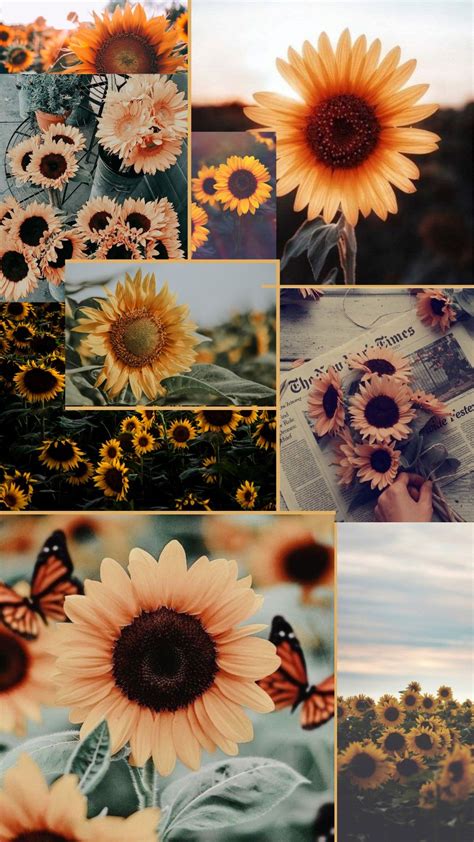 Aesthetic Sunflower Wallpaper Collage Sunflower Wallpaper Cute