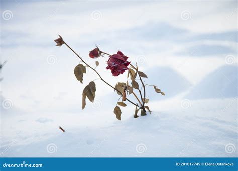 Red Rose In The Snow Stock Image Image Of Love Frost 201017745