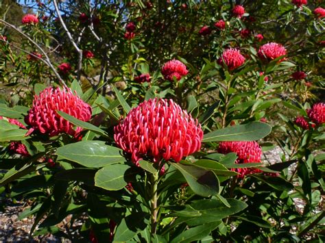 Flowering bushes, flowering vines, small flowering plants, in lots of colours and for a wide range of soils and climates. Australian Native Shrubs | Gardening With Angus