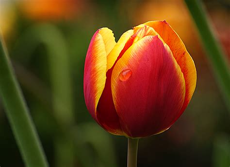 Download Tulip Flower Macro Free Stock Photo And Image Picography