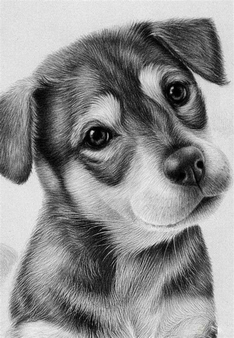 Animales Perros Lápiz Profesional Dibujo Tamaño Fotografía 29999