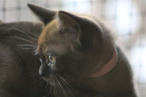 Ramaal Burmese Burmese Cat Breeder Sydney Nsw