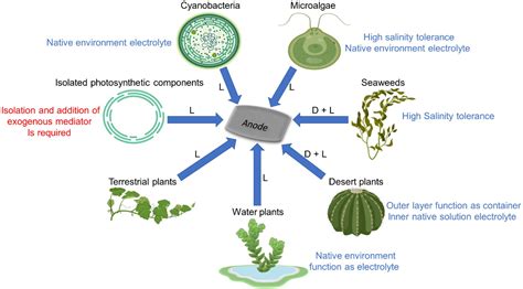 Frontiers | Harnessing photosynthesis to produce electricity using