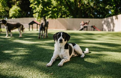 Dog Daycation Services - The Pet Station