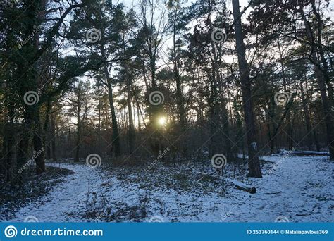 Beautiful Sunset In A Snowy Forest In January Berlin Germany Stock